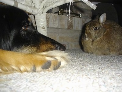 A black with tan and white Hovawart is laying under a white wicker chair on a tan carpet looking at a gray rabbit.