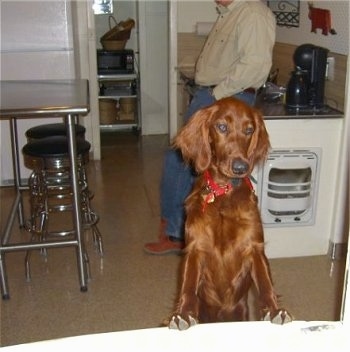 A red Irish Setter is jumped up at a kitchen table with its front paws on the edge. There is a person leaning on a counter facing a table and stools behind it.