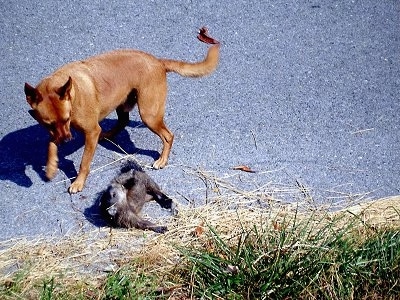 View from the top looking down at the dog - A perk-eared, red Jack Russell Terrier/Mountain Cur mix breed dog is standing on the side of the road looking at a groundhog that is rolled on its side.