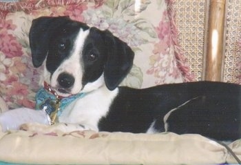 A black with white Jack-A-Bee is laying on a couch with a flowered pillow behind it.