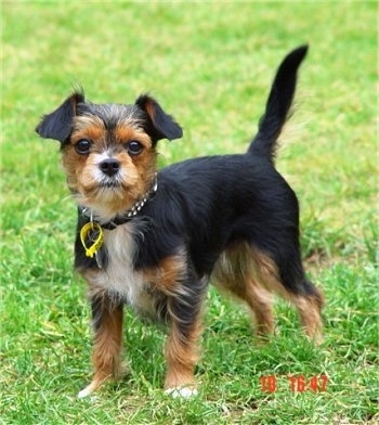 king charles yorkie mix