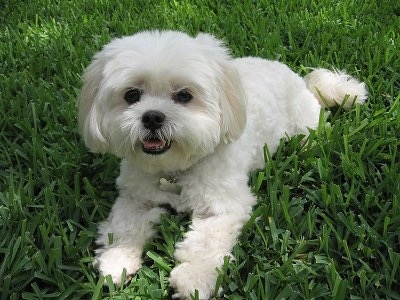 lhasa apso stuffed toy