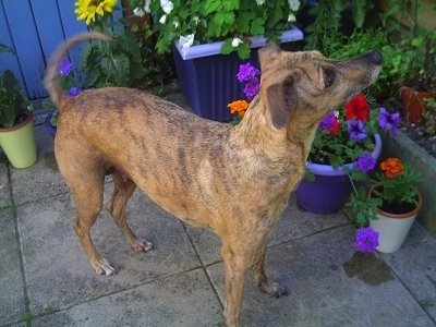 A short-haired brown brindlw Lurcher is standing in front of flowered potted plants on a patio. It is looking up.