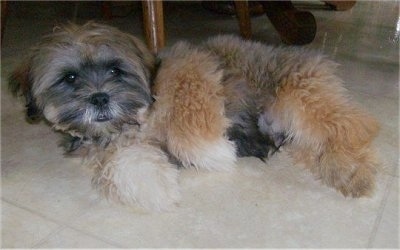 A fluffy tan, black and brown with white Mal-Shi puppy is laying on its left side on a tan tiled floor with a wooden chair behind it.
