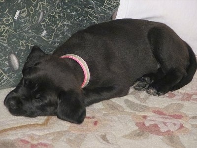 A black Mastador puppy is sleeping on a rug in front of a couch.