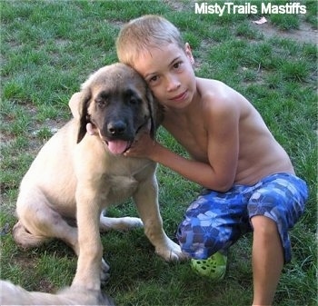 A little boy is sitting next to a tan with black English Mastiff puppy outside with his hands on the dogs neck posing for the camera. The relaxed looking puppy has its mouth open and tongue out.