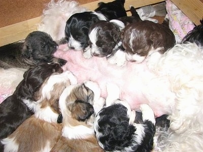 A litter of puppies nursing