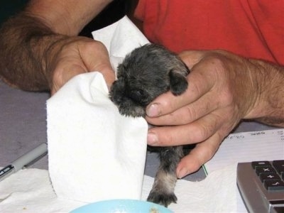 Cleaning the pup's face with a napkin