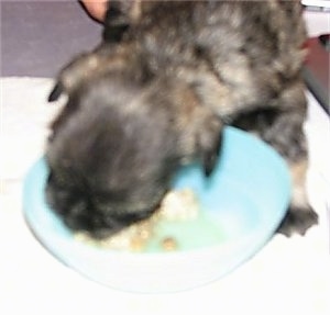 Close Up - Puppy eating a bowl of food