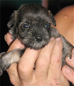 Pup in the hand of a person