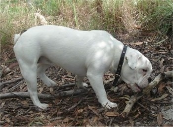 A white Miniature Australian Bulldog is standing under a tree in the woods biting a large stick.