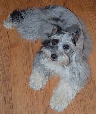 View from the top - A merle-blue Miniature Schnauzzie dog is laying on a hardwood floor and it is looking up.