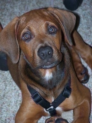 Close up - Topdown view of a brown with black and white Boxerman that is wearing a black harness, it is laying on a carpet and it is looking up.