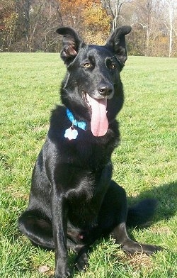 A panting, shiny-coated, black German Shepherd/Black Labrador mix breed dog is wearing a blue collar sitting in grass. Its mouth is open and long tongue is out.