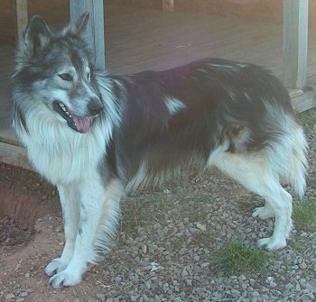 NativeAmericanIndianDogZakaiIndianValleyKennels.JPG