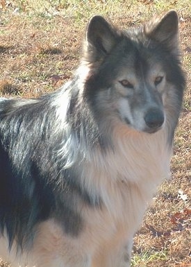 native dog american dogs indian americans breeders wolf dogbreedinfo indians naid breed beautiful hypoallergenic haired long tumblr look animals kennels