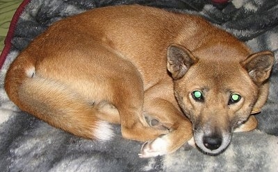 A brown with black and white New Guinea Singing Dog is curled up in a ball on a gray and white blanket. The dog's eyes are glowing green.