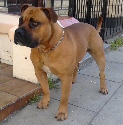 pitbull x english bulldog