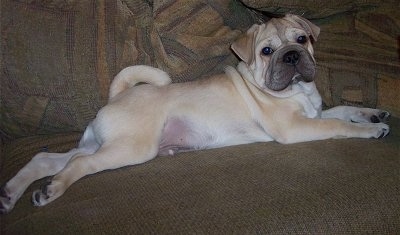 Side view - A tan with black Ori Pei with wrinkles on his head and neck stretched out across a couch with his tail curled over his back.