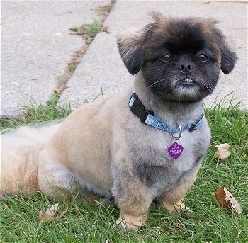 A small breed, tan with black and white Peek-a-poo dog is sitting in grass looking forward and its bottom teeth are showing. It looks like an Ewok