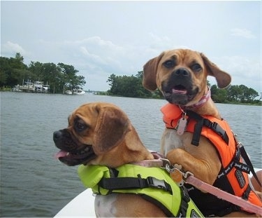 Two red with white Puggle dogs are sitting on the back of a boat. One is looking forward and one is looking to the left. They have on two different colored bright life jackets, orange and yellow. Both of them are panting.