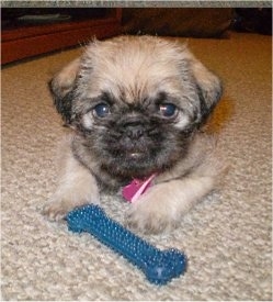 pug lhasa apso