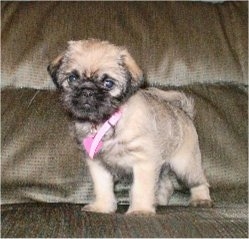 pug lhasa apso