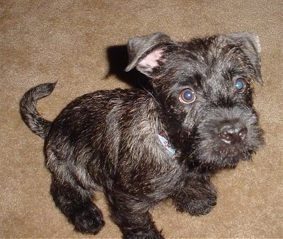 Front side view - A rose-eared black Pugottie dog is sitting on a tan carpet looking up and to the right. It has wide, round brown eyes.