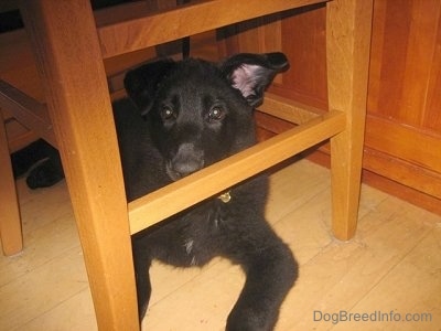 Shadow the Shiloh Shepherd puppy is laying under a chair next to a table