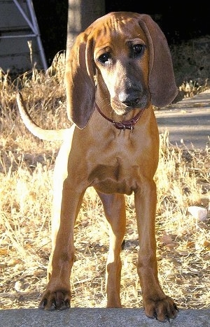 Front view - A Redbone Coonhound puppy is standing on a small stone wall and it is looking forward. Its head is slightly tilted to the left.