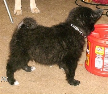 The right side of a fluffy black with white Schip-A-Pom puppy that is standing in dirt and it is looking down at a can of Folgers coffee.