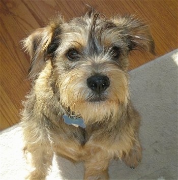 schnauzer cocker spaniel mix