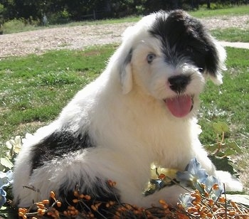 old english sheepdog mix poodle