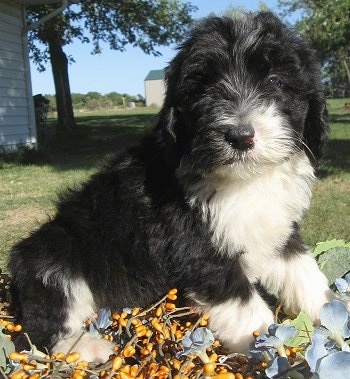 poodle and english sheepdog