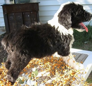 The right side of a black with white Sheepadoodle puppy standing on a white table outside in front of a white house. It is looking to the right, its mouth is open and its tongue is out. Its body is mostly black with a white front leg and white on the top of its head.
