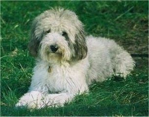 Front side view - A wavy-coated silver Sheltidoodle dog is laying in grass looking forward.