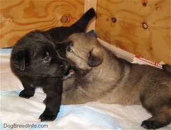 Two young puppies in a wooden whelping box - A tan with black Shiloh Shepherd puppy is laying across pee pads licking the side of a black Shiloh Shepherd puppy that is standing in front of it.