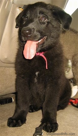 Close up - A black Shiloh Shepherd puppy is sitting on a tan carpeted floor in a Toyota Sienna mini van. It is looking to the left, its mouth is open and its tongue is hanging out. Its ears are hanging down to the sides.