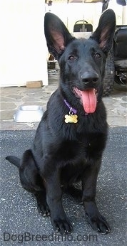 A black Shiloh Shepherd puppy with big ears is sitting on a blacktop surface, it is looking forward, its mouth is open and its tongue is out. There is a stone porch behind the puppy.