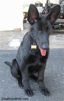 Front view - A perk eared, black Shiloh Shepherd puppy is sitting on a blacktop surface in front of a stone porch. It is panting and it is looking down.