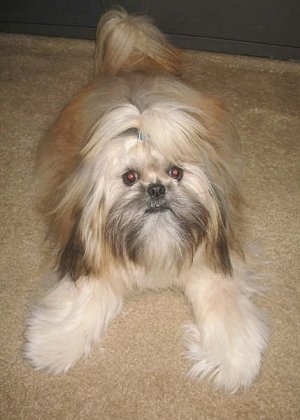 Front view - A long coated, brown with black and white Shinese dog is laying on a carpet and it is looking forward. There is a couch behind it.