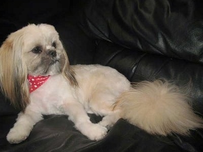 A shaved tan with black and white Shinese dog  laying across a black black leather couch looking to the right. It is wearing a red bandanna. It has longer hair on its ears and tail.