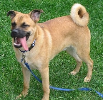 The front right side of a tan with black Shug is standing across grass, it is looking to the left, its mouth is open and its tongue is out and its tail is curld in a ring over its back. Its ears are sticking out to the sides of its head.