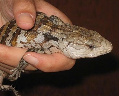 Close up right profile - A brown and tan blue tongue skink is being held in the hands of a person.
