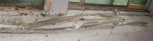 Close up - Two snake skins are on a windowsill in a basement.
