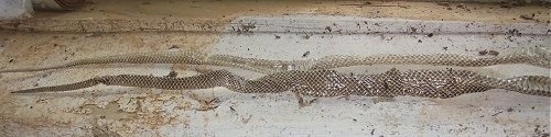 Two snake skins laying side by side on a floor.