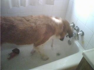The front right side of a brown with white and black Saint Bernard dog that is standing in a bathtub and looking at water pouring out of a spicket.