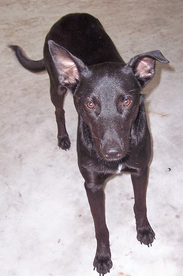 A black Xoloitzcuintli dog standing on concrete and it is looking up. Its right ear is folded over at the tip. It has a long tail, brown eyes and a black nose.