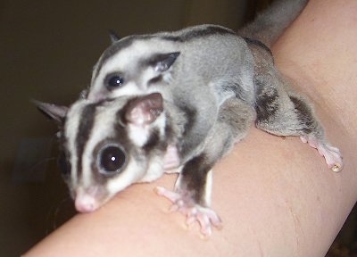 Sugar glider sales baby in pouch