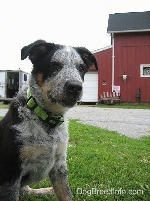 Close up front side view - A black with white and tan Texas Heeler puppy sitting on grass and it is looking to the right. Behind it is a red barn.